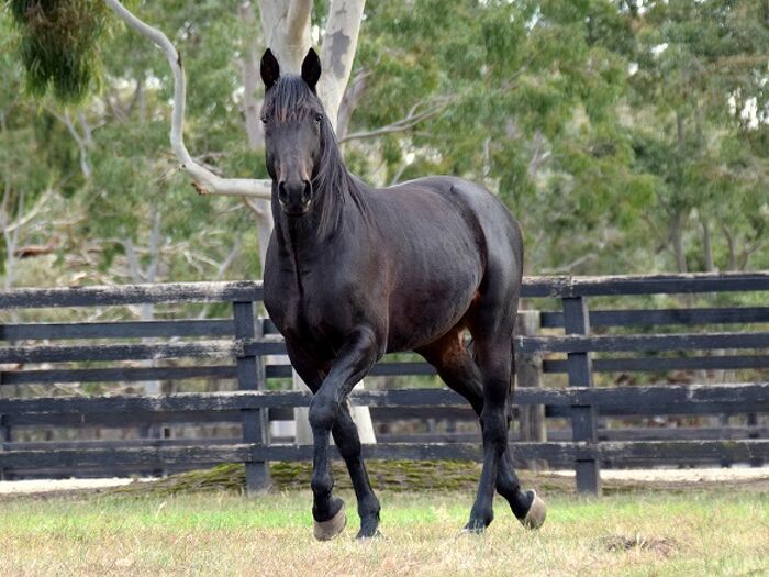 Yankee Rockstar
